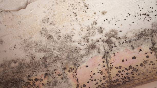 Why You Should Choose Our Mold Remediation Services in Orcutt, CA